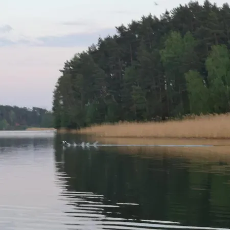 Dzik W Zagrodzie