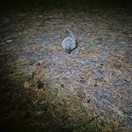 Dzik W Zagrodzie * Borsk