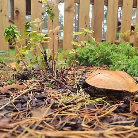 Parque de vacaciones Dzik W Zagrodzie *