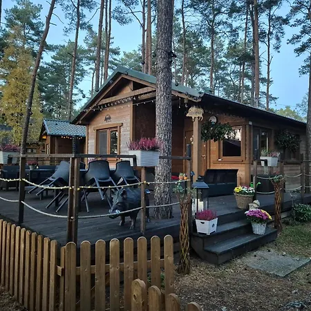 Dzik W Zagrodzie