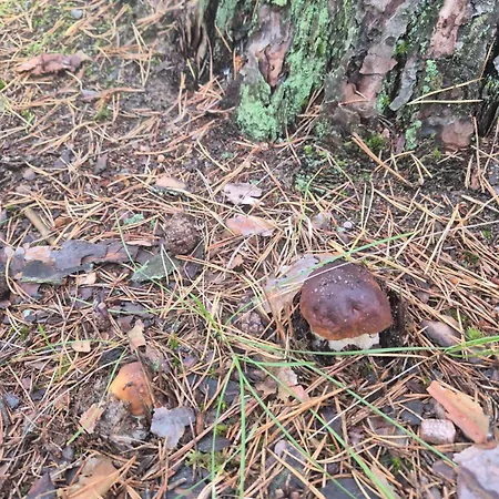 Dzik W Zagrodzie פארק נופש *