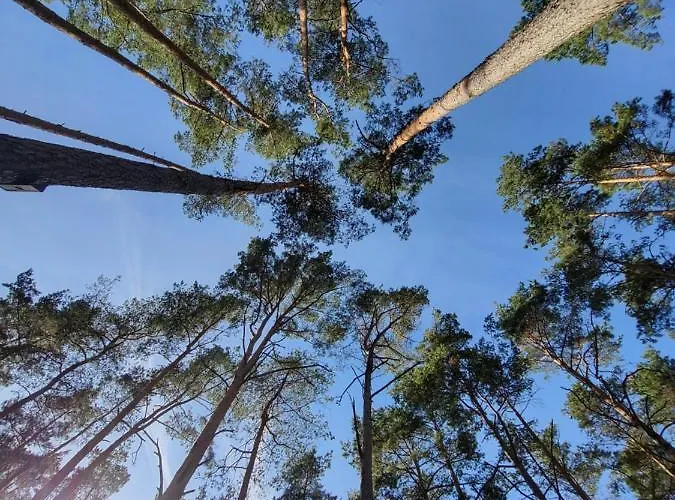 База отдыха Dzik W Zagrodzie