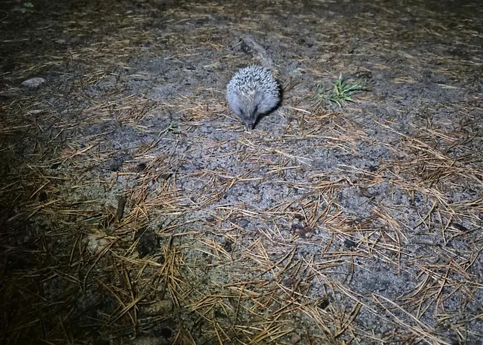 Dzik W Zagrodzie * Борск