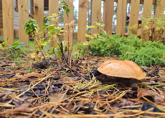 База отдыха Dzik W Zagrodzie *