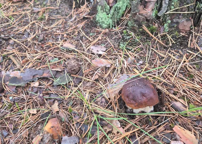 Dzik W Zagrodzie База отдыха *